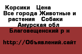 Корсики › Цена ­ 15 000 - Все города Животные и растения » Собаки   . Амурская обл.,Благовещенский р-н